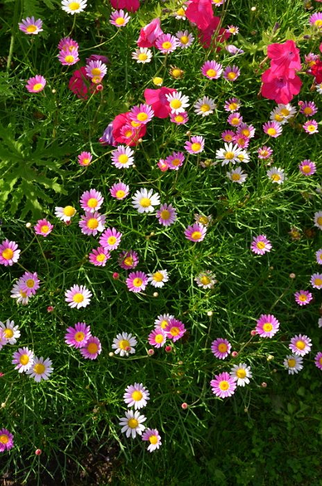 Argyranthemum frutescens 'Simple rose'